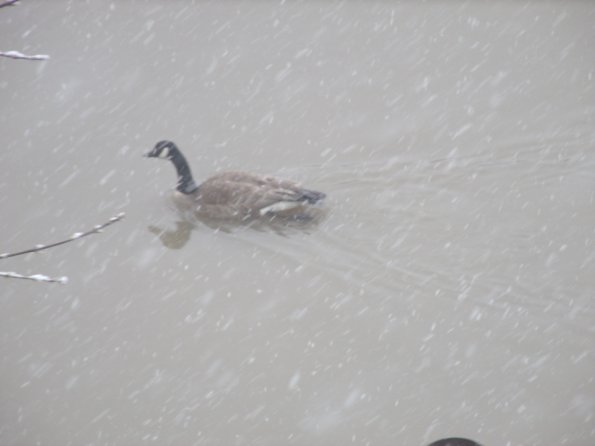 GEDSC DIGITAL CAMERA