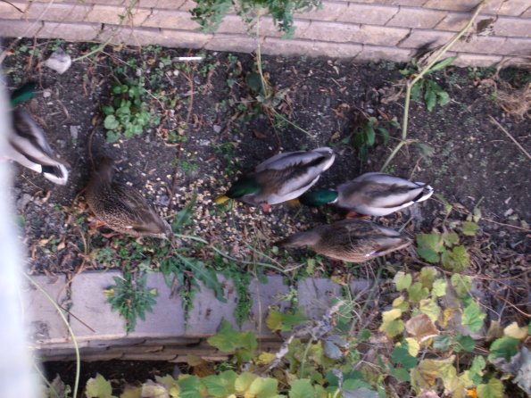 GEDSC DIGITAL CAMERA