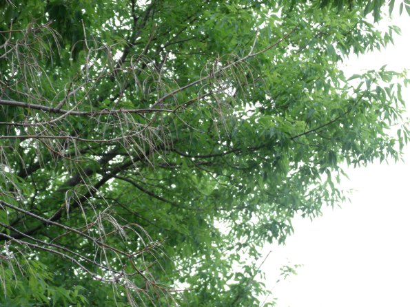 GEDSC DIGITAL CAMERA