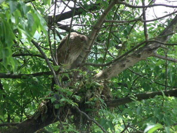 GEDSC DIGITAL CAMERA