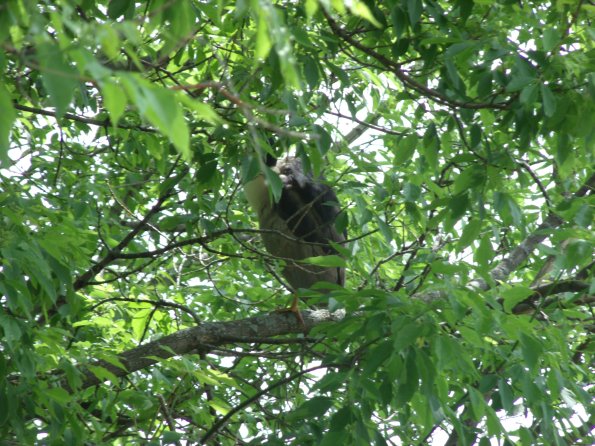 GEDSC DIGITAL CAMERA