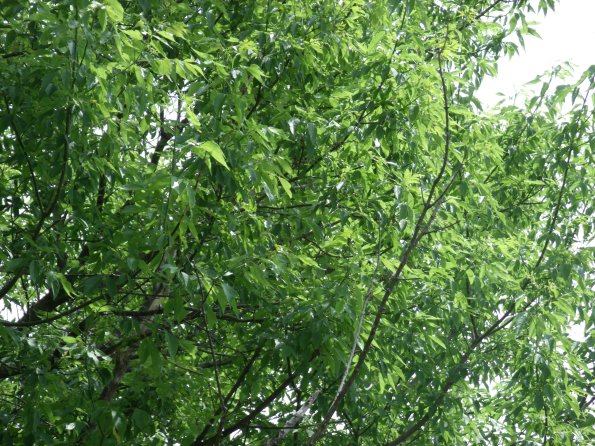 GEDSC DIGITAL CAMERA