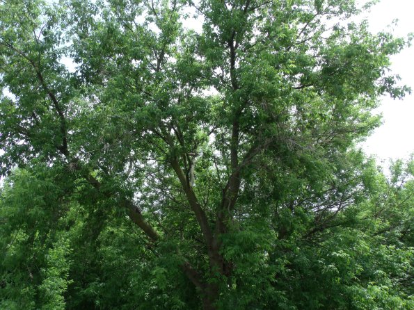 GEDSC DIGITAL CAMERA