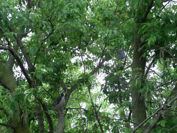 GEDSC DIGITAL CAMERA