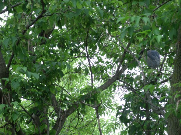 GEDSC DIGITAL CAMERA