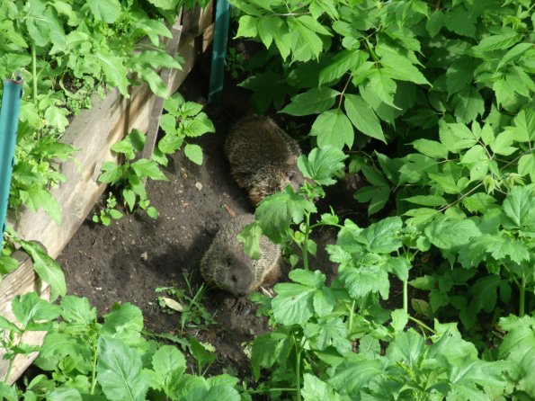 GEDSC DIGITAL CAMERA