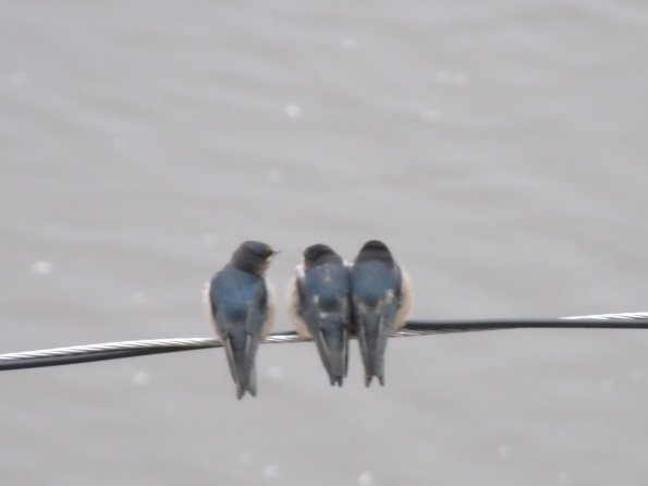 GEDSC DIGITAL CAMERA