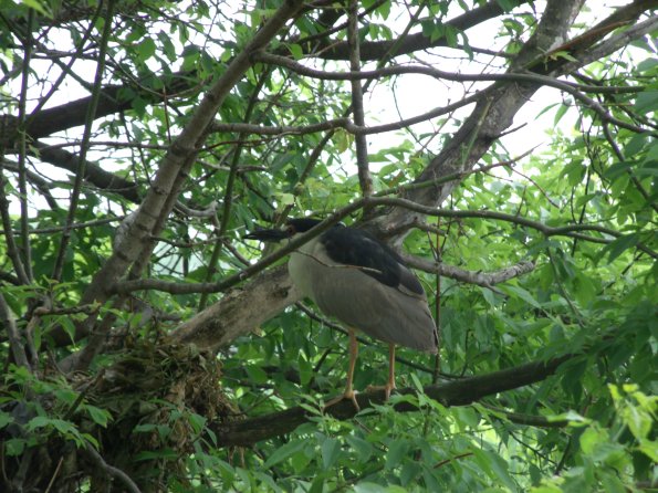 GEDSC DIGITAL CAMERA