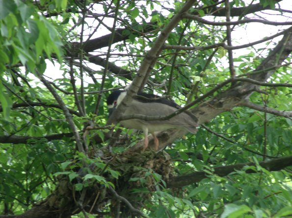 GEDSC DIGITAL CAMERA