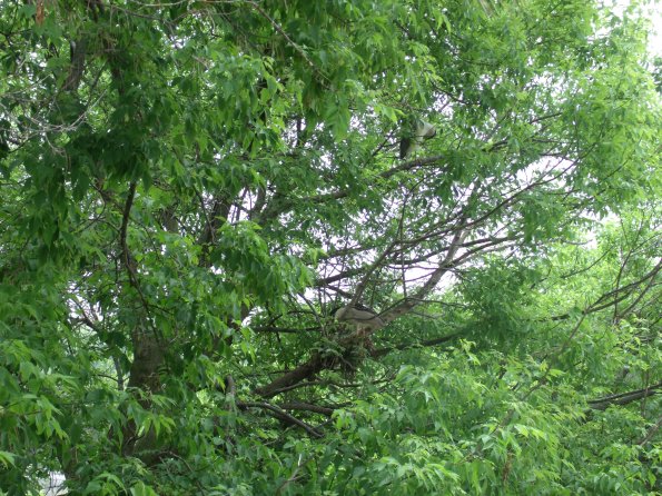 GEDSC DIGITAL CAMERA