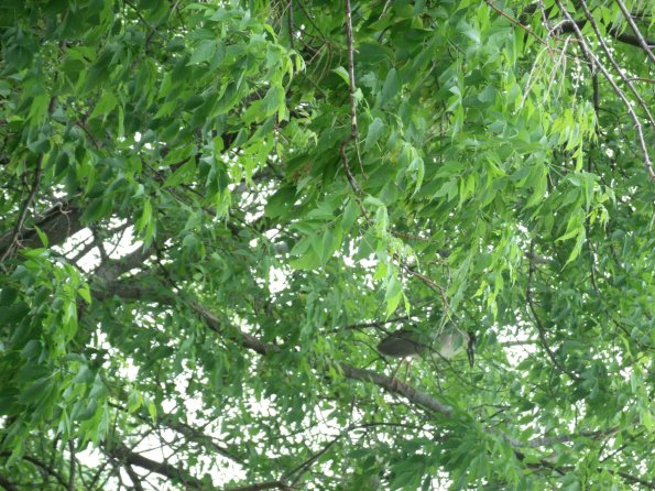 GEDSC DIGITAL CAMERA