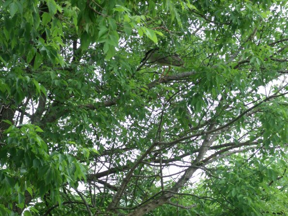 GEDSC DIGITAL CAMERA