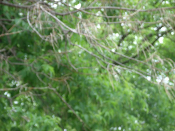 GEDSC DIGITAL CAMERA