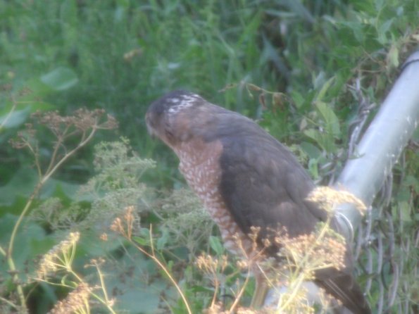 GEDSC DIGITAL CAMERA