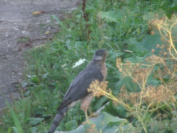 GEDSC DIGITAL CAMERA