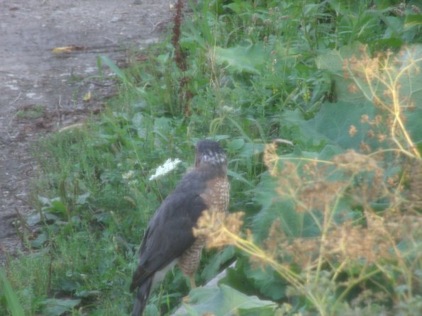 GEDSC DIGITAL CAMERA