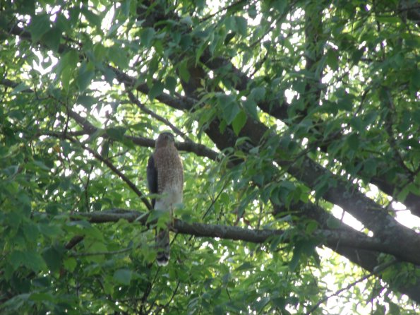 GEDSC DIGITAL CAMERA