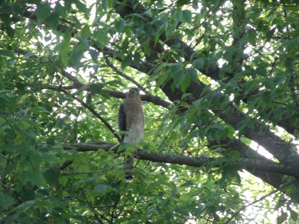 GEDSC DIGITAL CAMERA