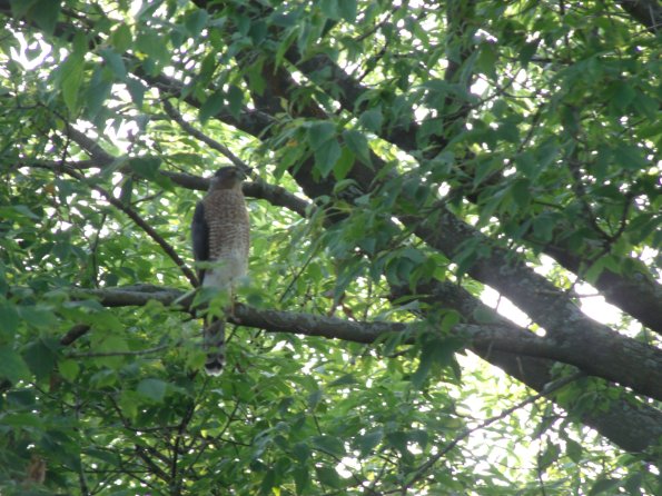 GEDSC DIGITAL CAMERA