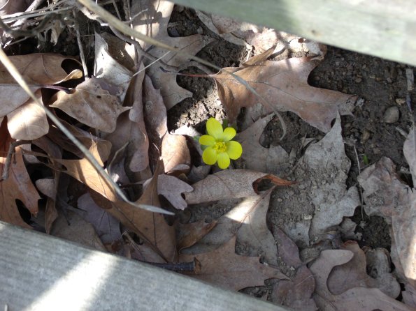 GEDSC DIGITAL CAMERA